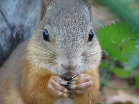 Squirrel Video stock 415394