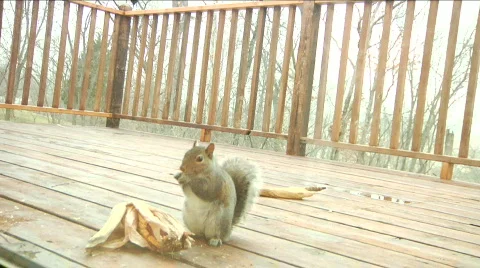 Squirrel Stock Footage 703073