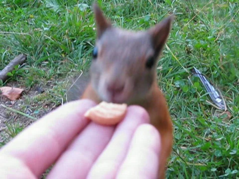 Squirrel Video stock 707084