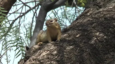 Squirrel Stock Footage 713619