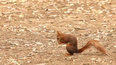 Squirrel 库存影片 730989