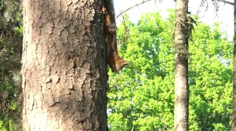 Squirrel Stock Footage 5370952