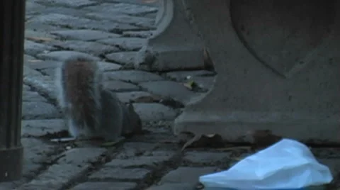 Squirrel Stock Footage 6527125