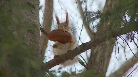 Squirrel Vídeos de archivo 7743844