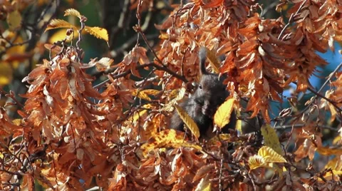 Squirrel Stock-Footage 7760449