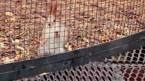 Squirrel Stock Footage 8955611