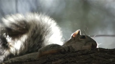 Squirrel Stock Footage