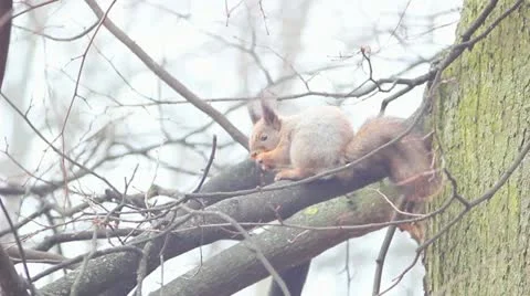 Squirrel Stock Footage 10847100