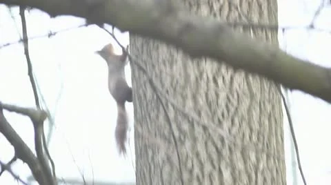 Squirrel Stock Footage 10847165