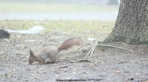 Squirrel Stock Footage 10847190
