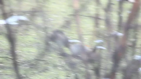 Squirrel Stock Footage 10847246