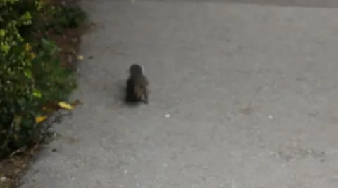 Squirrel Stockbeeldmateriaal 11128387