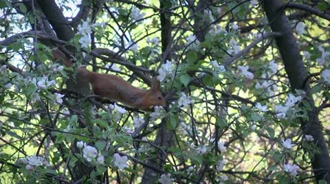 Squirrel Video stock 11297532