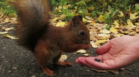 Squirrel Stock Footage