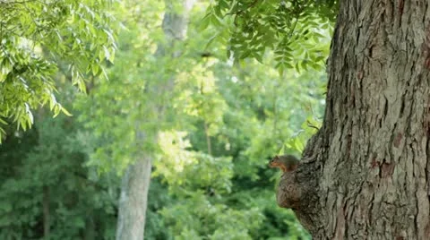 Squirrel Stock Footage 20141154