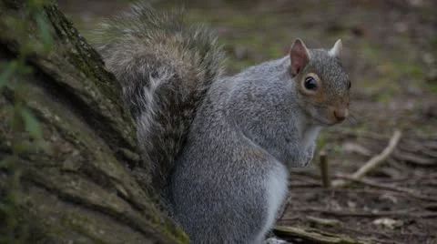 Squirrel 스톡 동영상 21863376