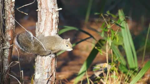 Squirrel Stock Footage 22104781
