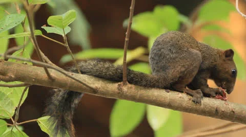 Squirrel Stock Footage 24687255