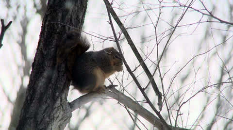 Squirrel Stock Footage 26399586
