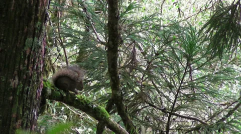 A Squirrel Video stock 28501923