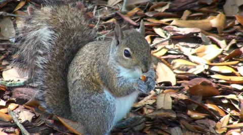 Squirrel Stock Footage 29054008
