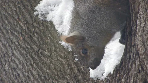 Squirrel Stock Footage 33580932