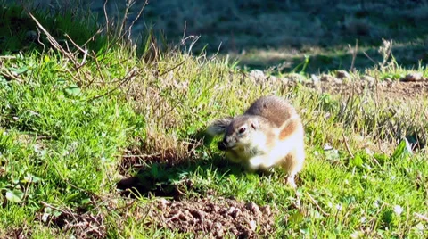 Squirrel Stock Footage 34338762