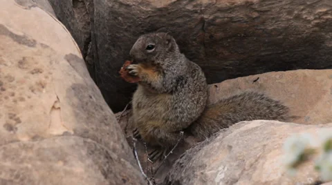 Squirrel Stock Footage 37128803