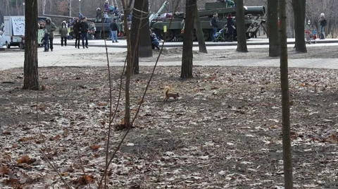 Squirrel Stock-Footage 46473273