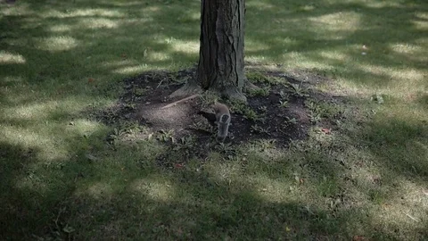 Squirrel Stockbeeldmateriaal 76360544