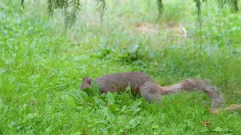 Squirrel Stock Footage 79800750
