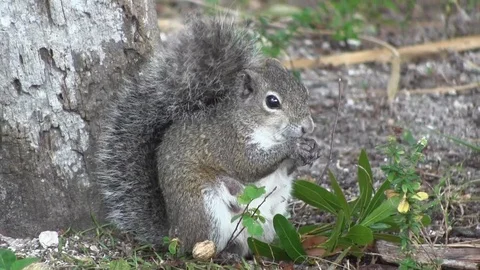 Squirrel 스톡 동영상 88632819