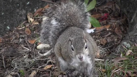 Squirrel Stock Footage 88632829