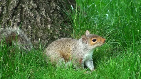 Squirrel Stock Footage 99751190