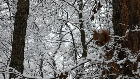 Squirrel 動画素材 102586116