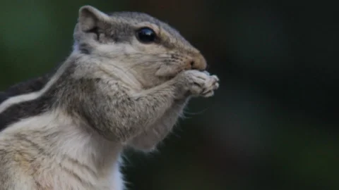 Squirrel Stock Footage 103506600