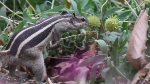 Squirrel Stock Footage 103509154