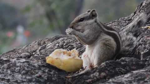 Squirrel Stock Footage 103509521