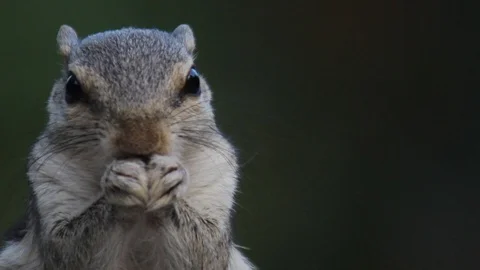 Squirrel Stock Footage 103705312
