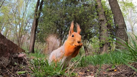Squirrel Stock Footage 106234512