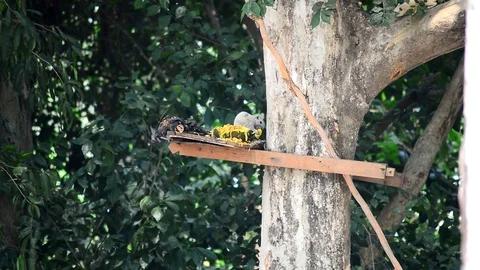 Squirrel Stock Footage 115563154