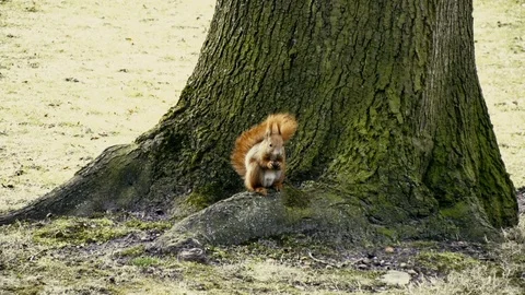 Squirrel Stock Footage 116273697