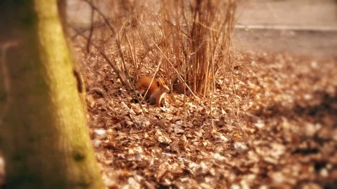 Squirrel Stock Footage 116273743