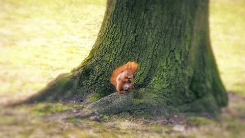 Squirrel Stock Footage 116274081