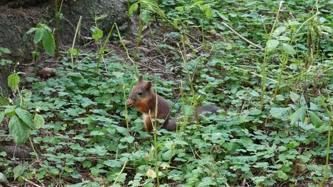 Squirrel. 動画素材 117222660