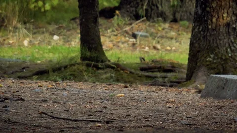 Squirrel Vídeo Stock 120177656