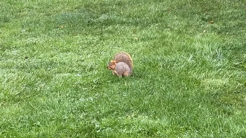 Squirrel Stock Footage 125296551