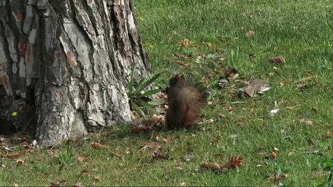 Squirrel Stock Footage 130096463