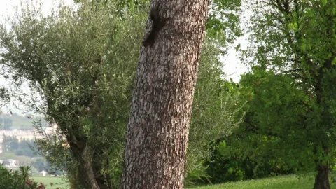 Squirrel Stock Footage 130096465