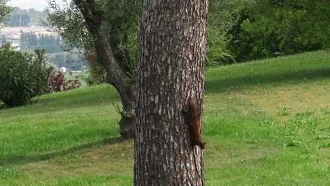 Squirrel Stock Footage 130096513